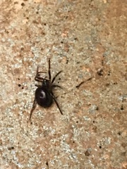 Steatoda bipunctata