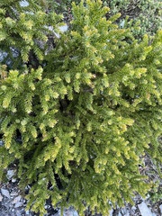 Athrotaxis selaginoides