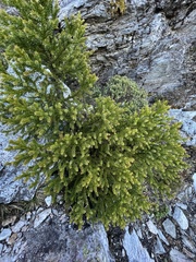 Athrotaxis selaginoides