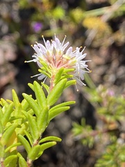 Agathosma ciliaris