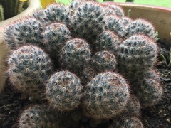 Mammillaria