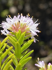 Agathosma ciliaris