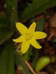 Hypoxis decumbens