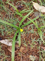 Hypoxis decumbens