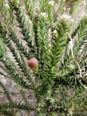 Phylica thunbergiana