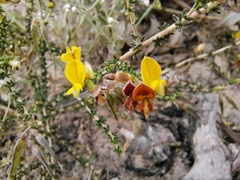 Aspalathus divaricata