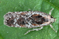 Agonopterix hypericella