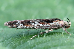 Agonopterix hypericella