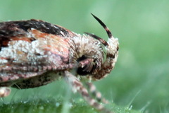 Agonopterix hypericella