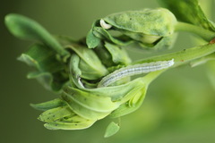 Agonopterix hypericella