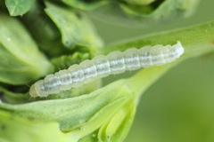 Agonopterix hypericella