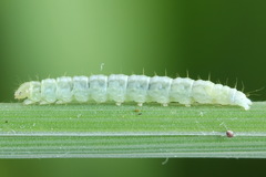 Agonopterix hypericella