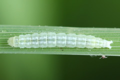 Agonopterix hypericella