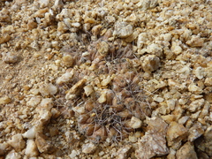 Copiapoa esmeraldana