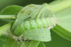 Agonopterix hypericella