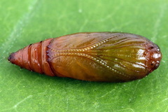Agonopterix hypericella