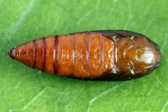 Agonopterix hypericella
