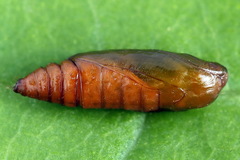 Agonopterix hypericella