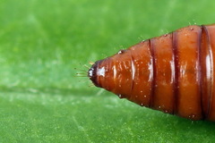 Agonopterix hypericella