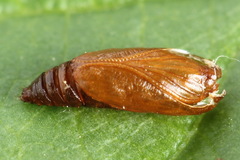 Agonopterix hypericella