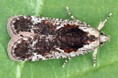 Agonopterix hypericella