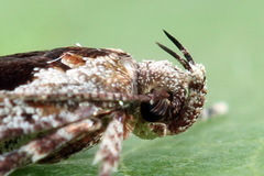 Agonopterix hypericella