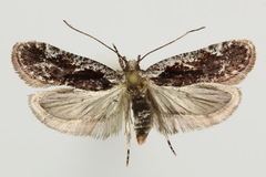 Agonopterix hypericella