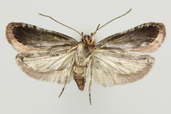 Agonopterix hypericella
