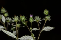 Phyllocephalum microcephalum