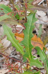 Grevillea quercifolia