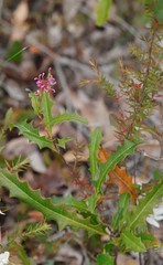 Grevillea quercifolia
