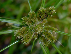 Cyperus cyperinus