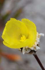 Xyris lanata