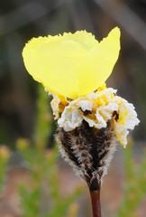Xyris lanata