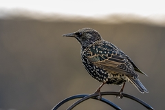 Sturnus vulgaris