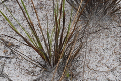 Xyris lanata