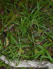 Cyperus cyperinus