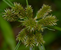 Cyperus cyperinus