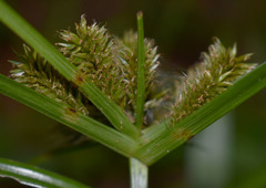 Cyperus cyperinus