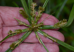 Cyperus cyperinus