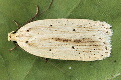 Agonopterix pallorella