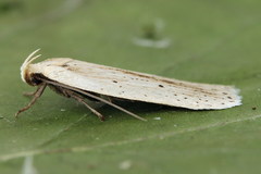 Agonopterix pallorella