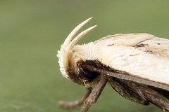Agonopterix pallorella