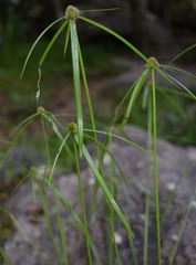 Cyperus aromaticus