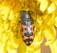 Acmaeodera ottomana