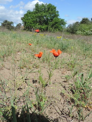 Papaver argemone