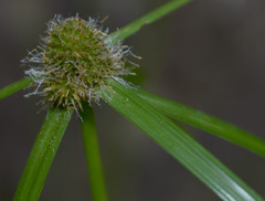 Cyperus aromaticus