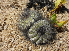Copiapoa grandiflora