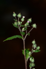 Phyllocephalum microcephalum