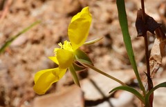 Hibbertia cunninghamii
